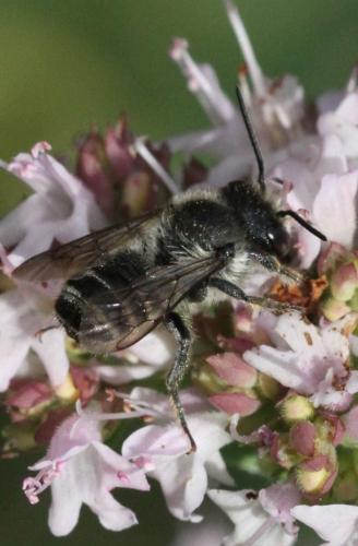 Megachile sp.
